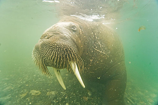 水下,特写,好奇,幼兽,雄性动物,海象,水,斯匹次卑尔根岛,西北地区,海岸,斯瓦尔巴群岛,挪威,北冰洋,夏天
