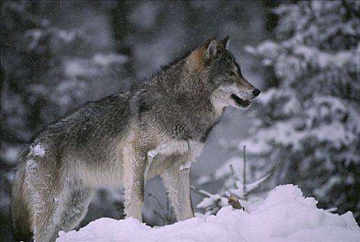 大灰狼,狼,冬天,降雪,明尼苏达