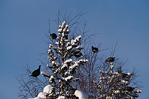 鸟,积雪,树