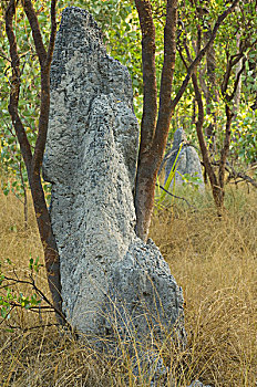 白蚁,土堆,树,卡卡杜国家公园,北领地州,澳大利亚