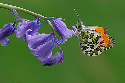 橙色尖翅粉蝶,蝴蝶,成年,雄性,休息,野风信子,花,英格兰,英国,欧洲