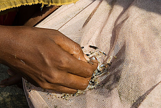 女性,虾,油炸,收集,小,鱼,野外,海洋,市场,海滩,四月,2007年,孟加拉,大
