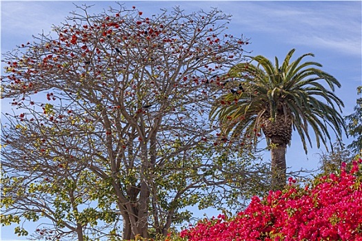 红色,珊瑚,树,棕榈树,叶子花属,圣芭芭拉,加利福尼亚