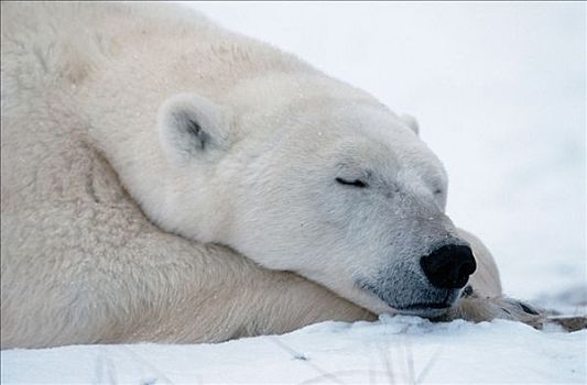 北极熊,睡觉,丘吉尔市,曼尼托巴,加拿大