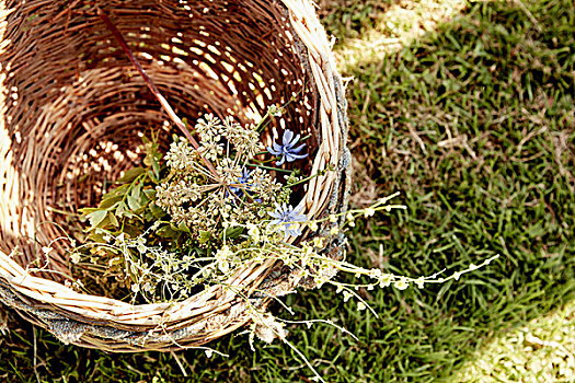 圆,柳条篮,花,植物