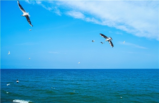 海鸥,飞跃,海洋