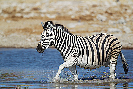 白氏斑马,马,斑马,水潭,埃托沙国家公园,纳米比亚,非洲