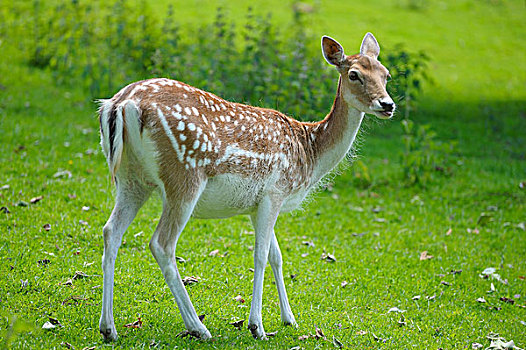 扁角鹿,巴伐利亚,德国