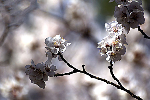 树枝上盛开的白色杏花