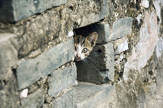 小貓,偷窺,室外,墻壁,陽朔,廣西,中國
