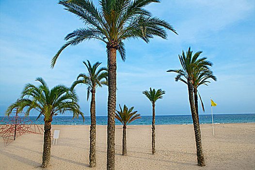 贝尼多姆,棕榈树,海滩,地中海,阿利坎特,西班牙