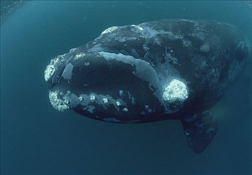 南露脊鲸,研究,船,瓦尔德斯半岛,阿根廷