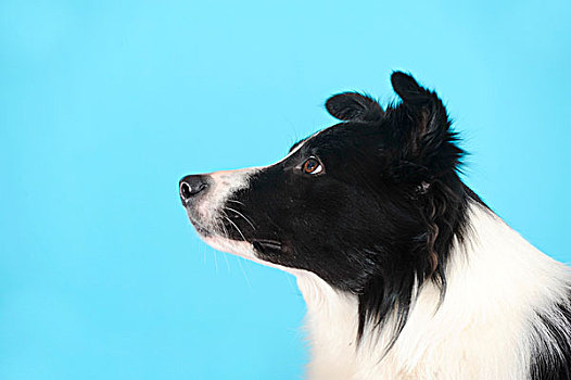 博德牧羊犬,肖像,正面,青绿色