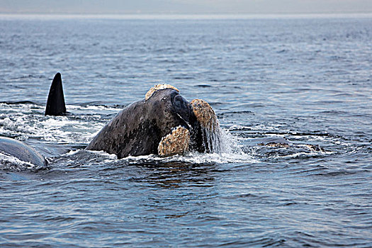 南露脊鲸,头部,出现,水,靠近,南非