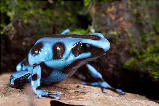 蓝色,毒物,青蛙