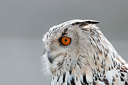 雪鹄,雪鸮,照片,展示,爱尔福特,图林根州,德国,欧洲