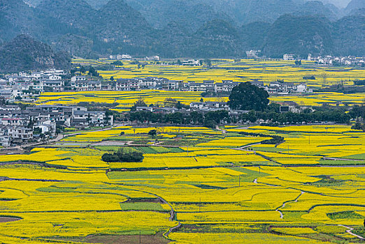 贵州万峰林油菜花开