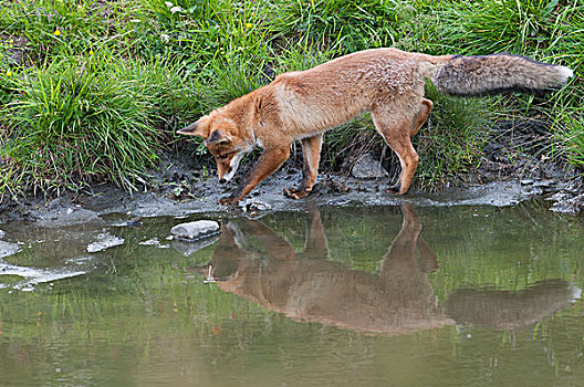 红狐,狐属,看,反射,小,高山湖,奥地利,欧洲