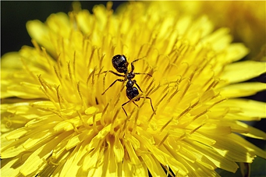 蚂蚁,进食,花