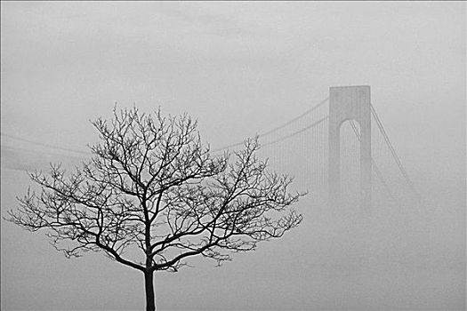 雾,上方,桥,布鲁克林,纽约,美国
