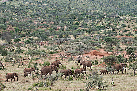 非洲象,家庭,群,聚合,大,牧群,迁徙,肯尼亚