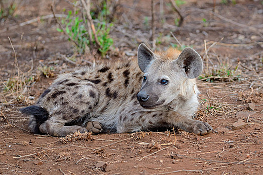 斑鬣狗,笑,鬣狗,卧,专注,克鲁格国家公园,南非,非洲