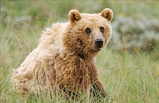 棕熊,坐,德纳利国家公园和自然保护区,阿拉斯加,美国,北美