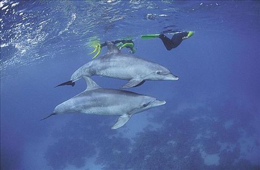 海豚,宽吻海豚,红海,海洋动物,哺乳动物,水上运动,动物