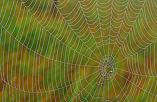 蜘蛛网,湖,萨德伯里,安大略省,加拿大