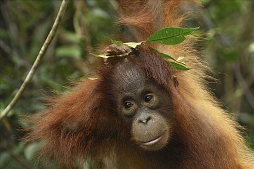猩猩,黑猩猩,幼仔,檀中埠廷国立公园,印度尼西亚