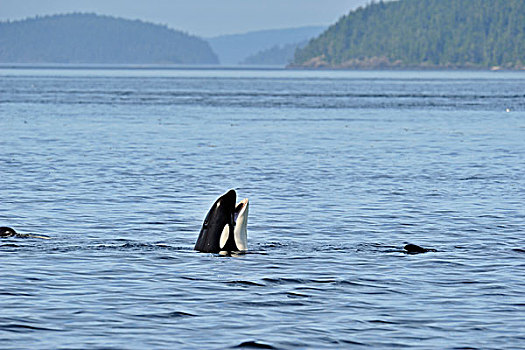 逆戟鲸,展示,行为,约翰斯顿海峡,温哥华岛,不列颠哥伦比亚省,加拿大
