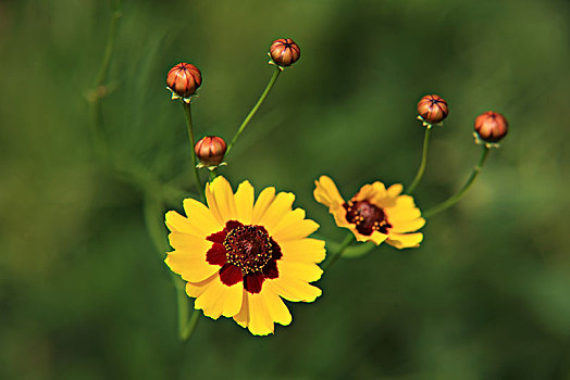 两色金鸡菊,蛇目菊