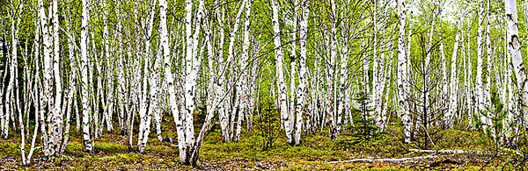 白桦,小树林,春天,叶子,活泼,安大略省,加拿大