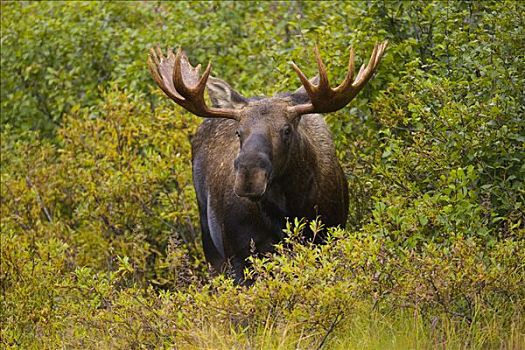 驼鹿,美洲驼鹿,雄性动物,苔原,德纳里峰国家公园,阿拉斯加