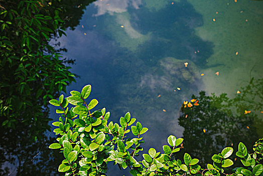 碧绿色水面上生长的植物倒影
