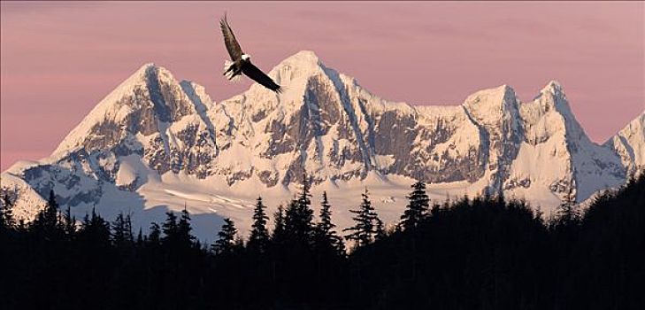 白头鹰,飞行,日落,塔,背景,通加斯国家森林,东南阿拉斯加,夏天,合成效果