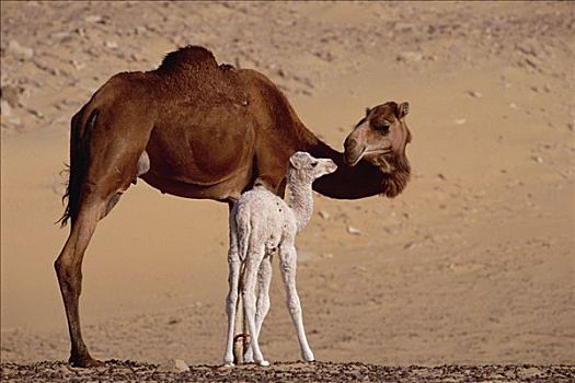 单峰骆驼,骆驼,母兽,两个,白天,老,幼仔,绿洲,撒哈拉沙漠,埃及