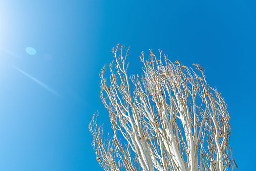 白桦树树枝