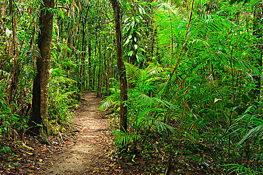 小路,雨林,峡谷,国家公园,昆士兰,澳大利亚