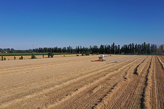 新疆双河,4,7万亩冬小麦开始收割