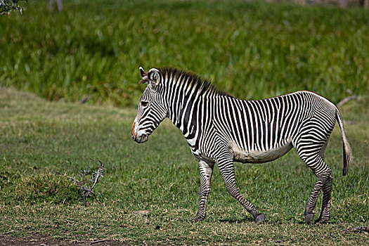 斑马,细纹斑马,莱瓦野生动物保护区,北方,肯尼亚