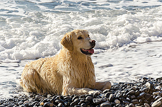 金毛猎犬,海上