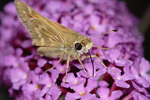 银纹多角蛱蝶,进食,喙,花,花蜜