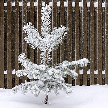 松树,遮盖,雪