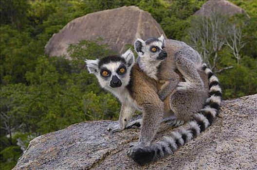 节尾狐猴,狐猴,脆弱,靠近,南,中心,马达加斯加