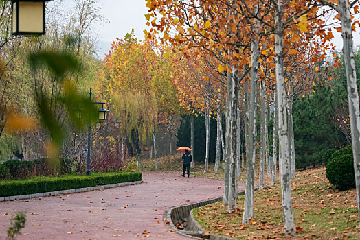 秋雨中的公园风景
