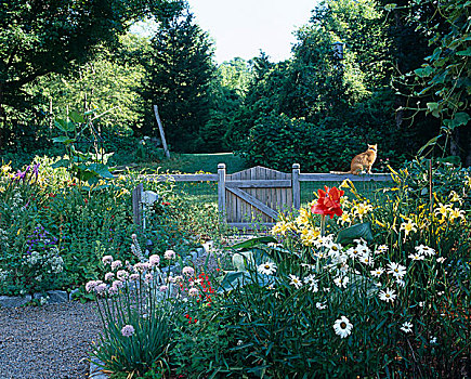 花园,花,边界,坐,栅栏