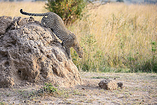 豹,茎,鬼鬼祟祟,蚁丘,马赛马拉国家保护区,肯尼亚,非洲