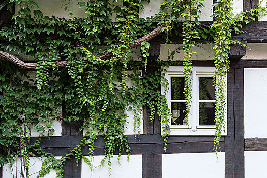 半木结构房屋,繁茂,常春藤,萨克森安哈尔特,德国,欧洲