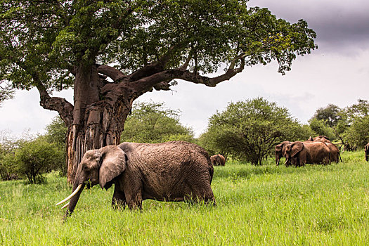 非洲象,走,大草原,塔兰吉雷国家公园,坦桑尼亚
